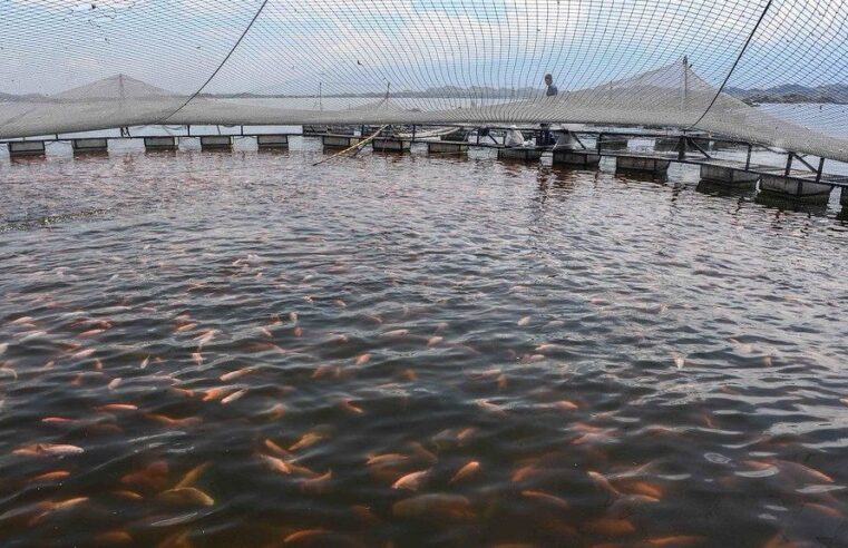 Vírus letal: o que muda para quem cria e consome tilápia em SP