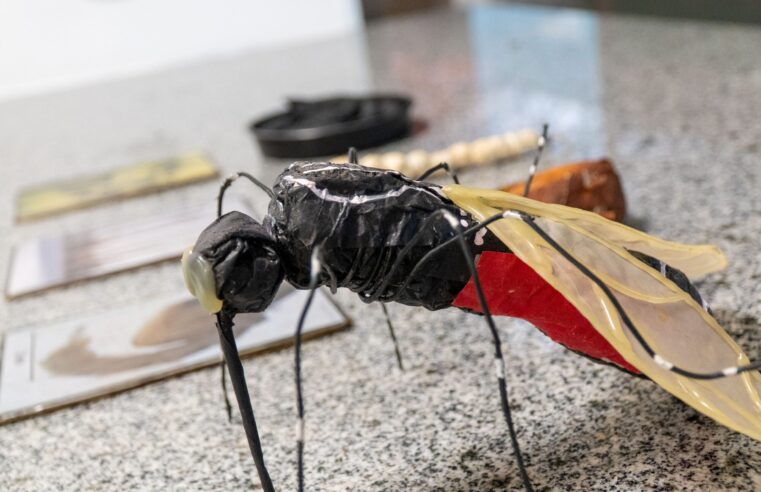 Prefeitura lança projeto para combater Aedes aegypti