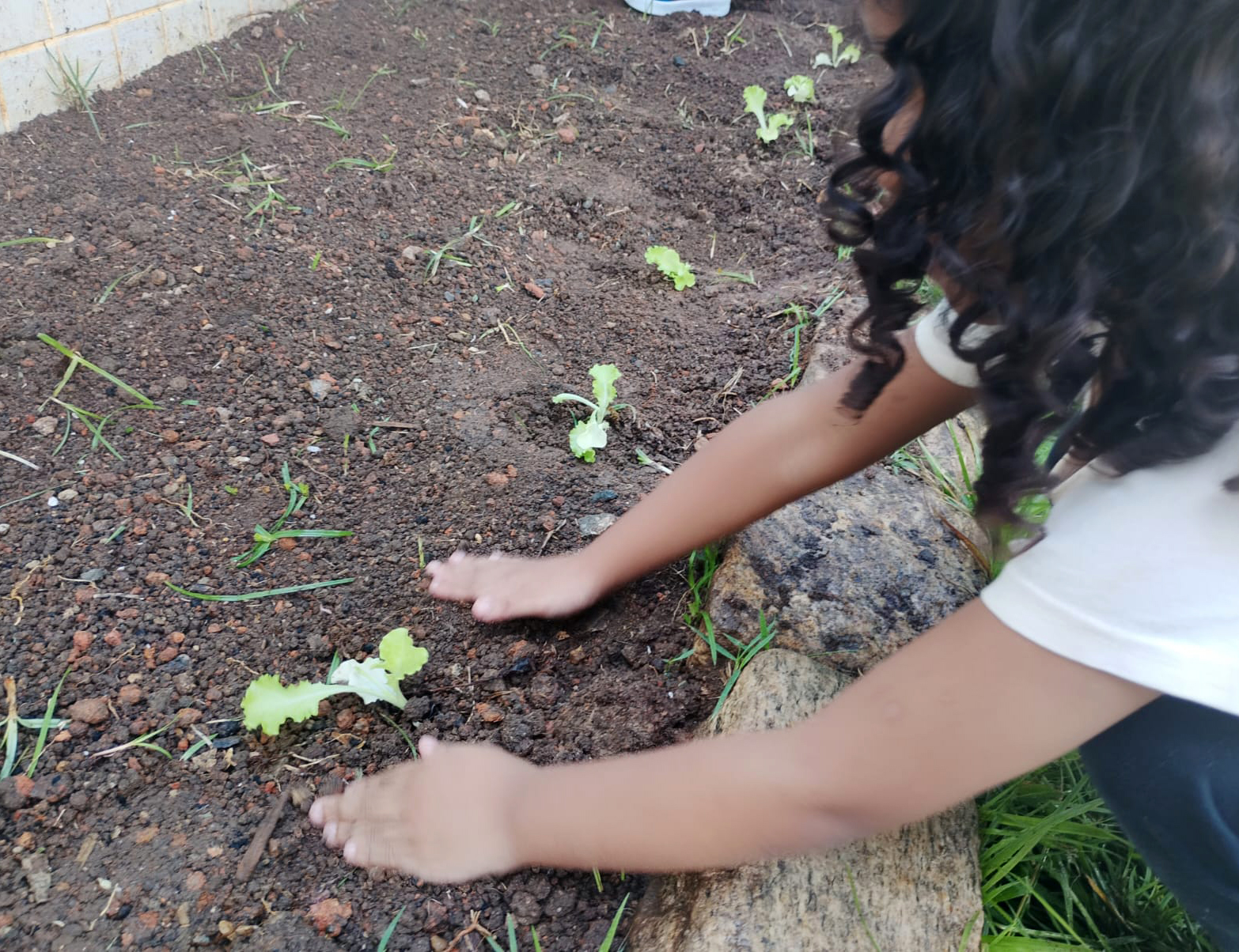 Prefeitura promove ação 'Horta para Todos' em São Sebastião