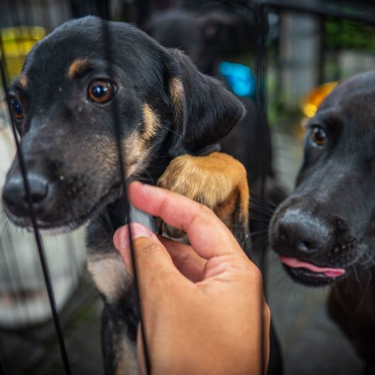 Centro de Controle de Zoonoses abre 250 vagas para castração