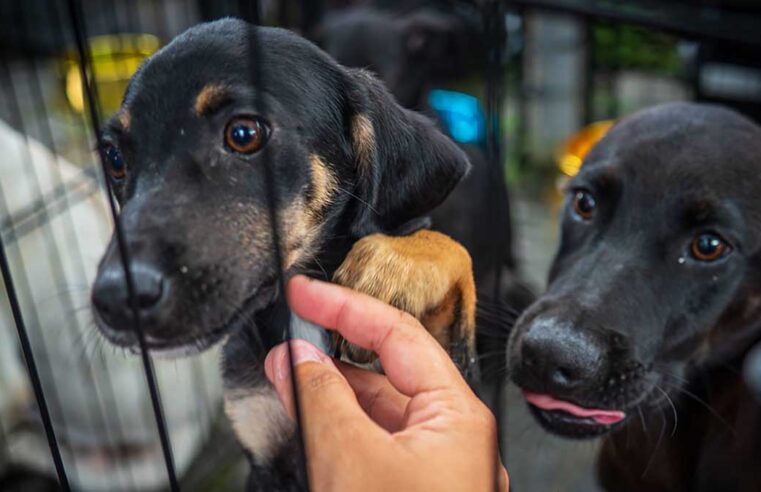 CCZ de Caraguatatuba abre 250 vagas para castração de cães e gatos