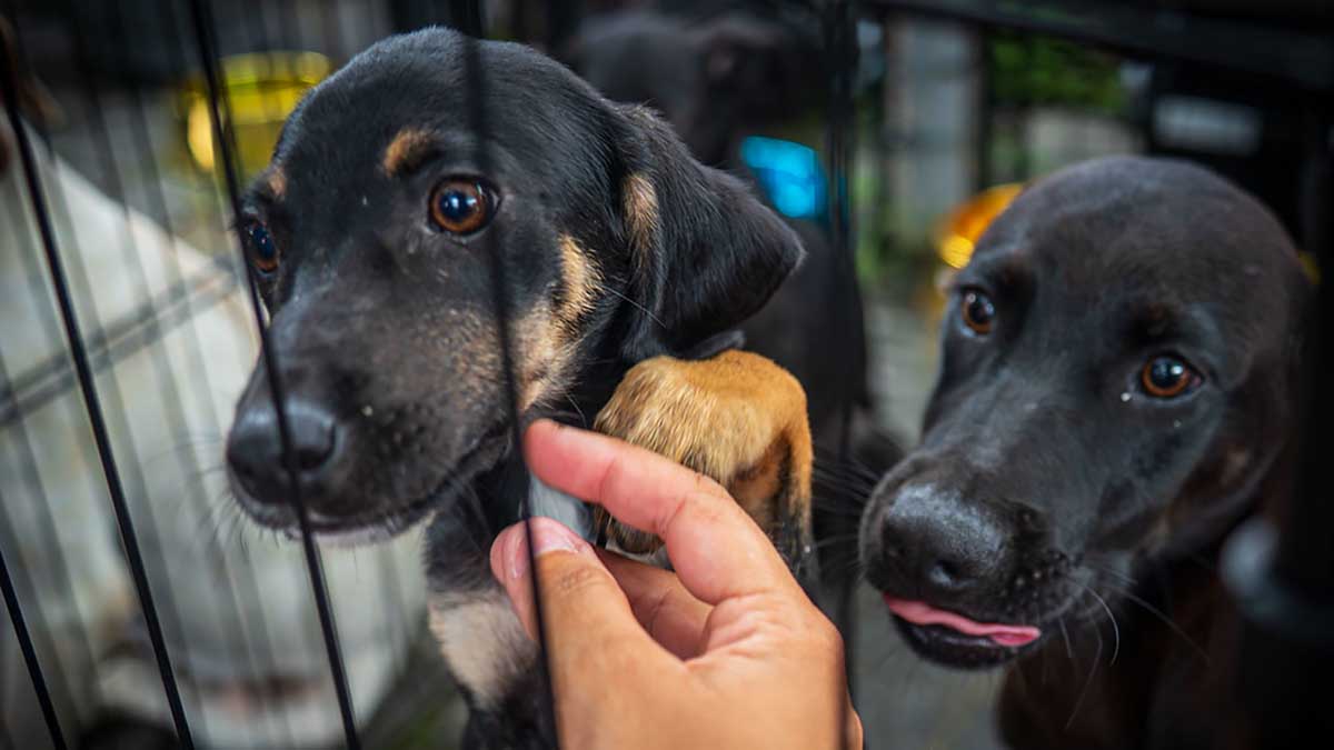 CCZ de Caraguatatuba abre 250 vagas para castração de cães e gatos