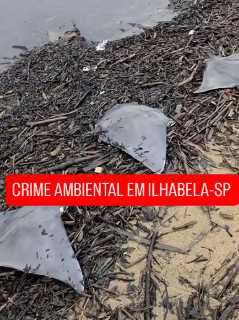Raias mortas perto do Ribeirão da Água Branca acendem alerta em Ilhabela e debate explode nos grupos de WhatsApp