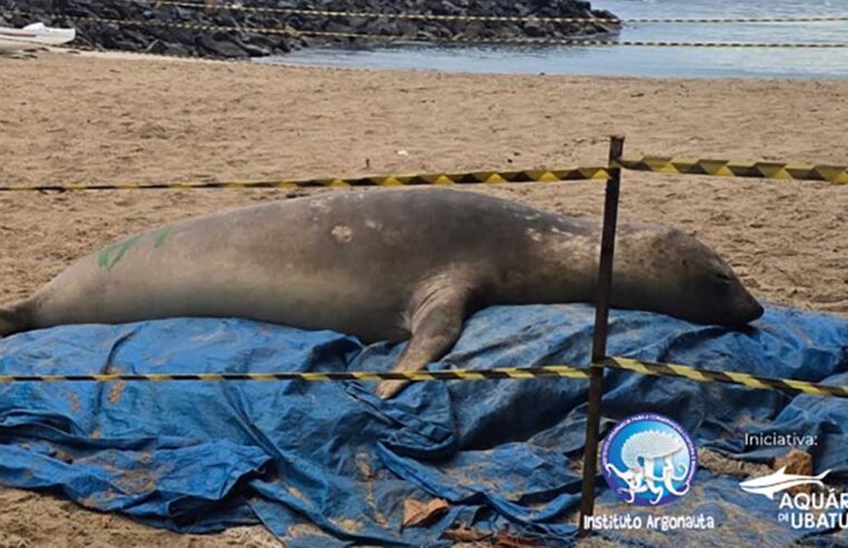 Elefante-marinho busca abrigo em praias de São Sebastião