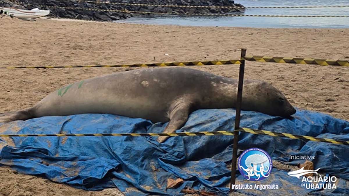 Elefante-marinho busca abrigo em praias de São Sebastião