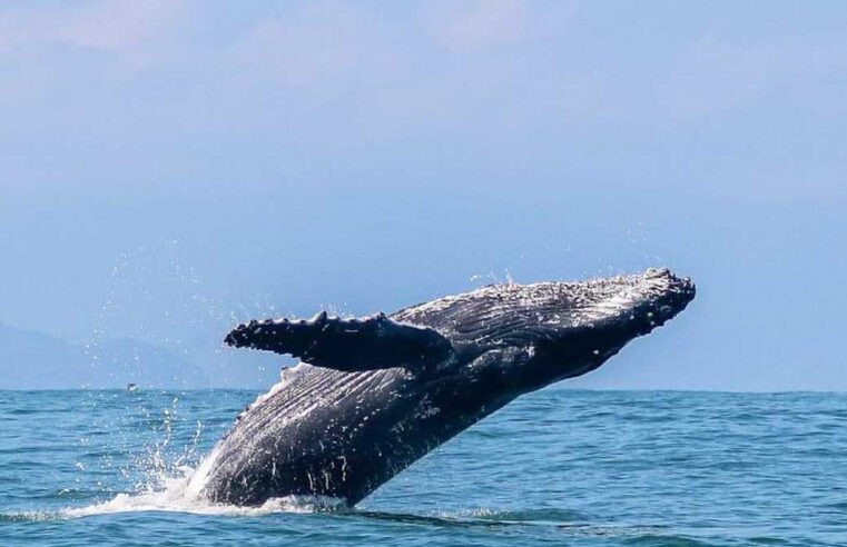 Ilhabela se prepara para temporada de baleias 2026 após ano recorde