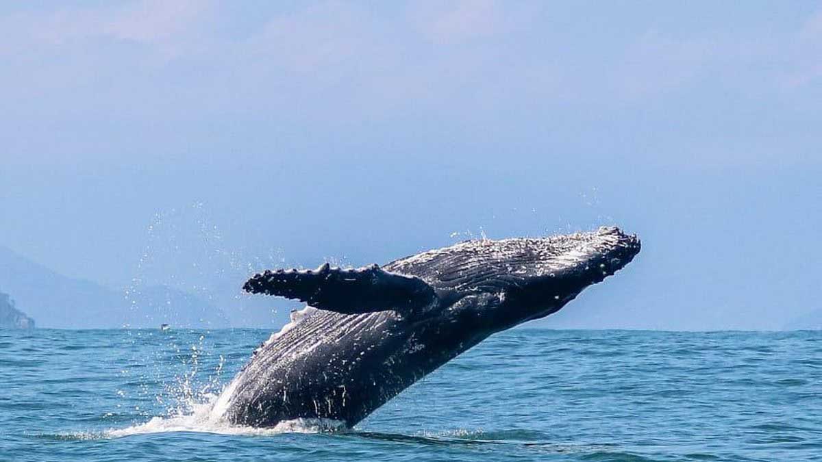 Ilhabela se prepara para temporada de baleias 2026 após ano recorde