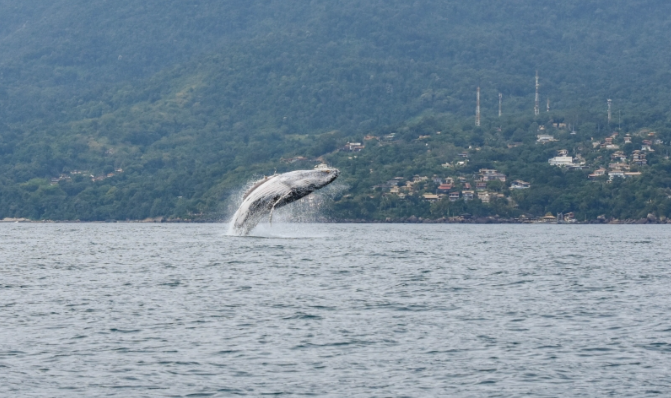 Baleias chegam cedo em São Sebastião e Ilhabela