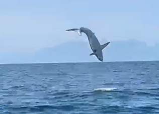 Vídeo: Espetáculo no mar! Tubarões “voam” em São Sebastião