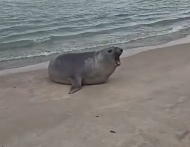 Elefante-marinho surpreende banhistas na Praia de Juquehy