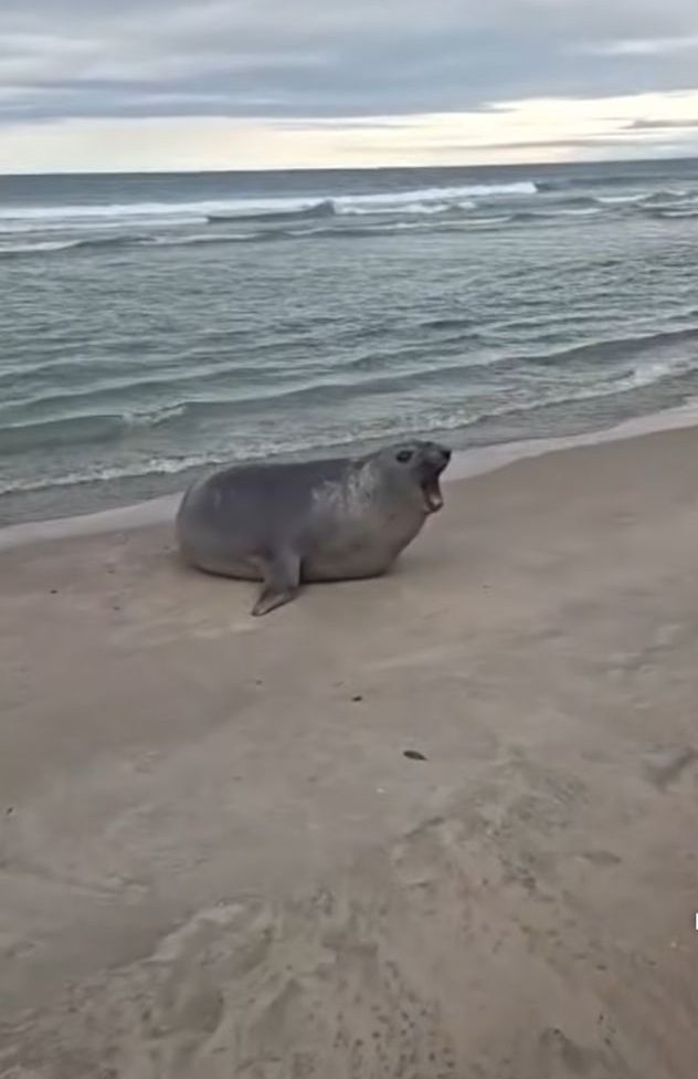 Elefante-marinho surpreende banhistas na Praia de Juquehy