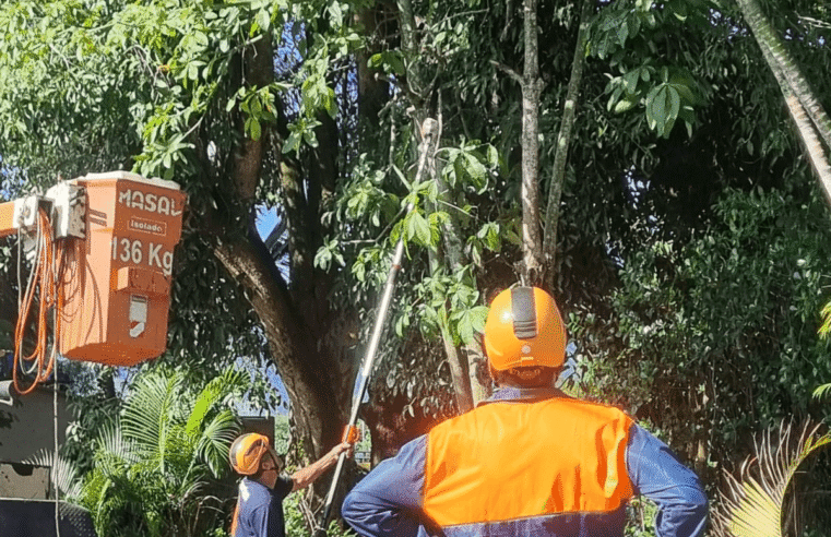 Vereadora Cássia acompanha poda de árvores no Porto Novo