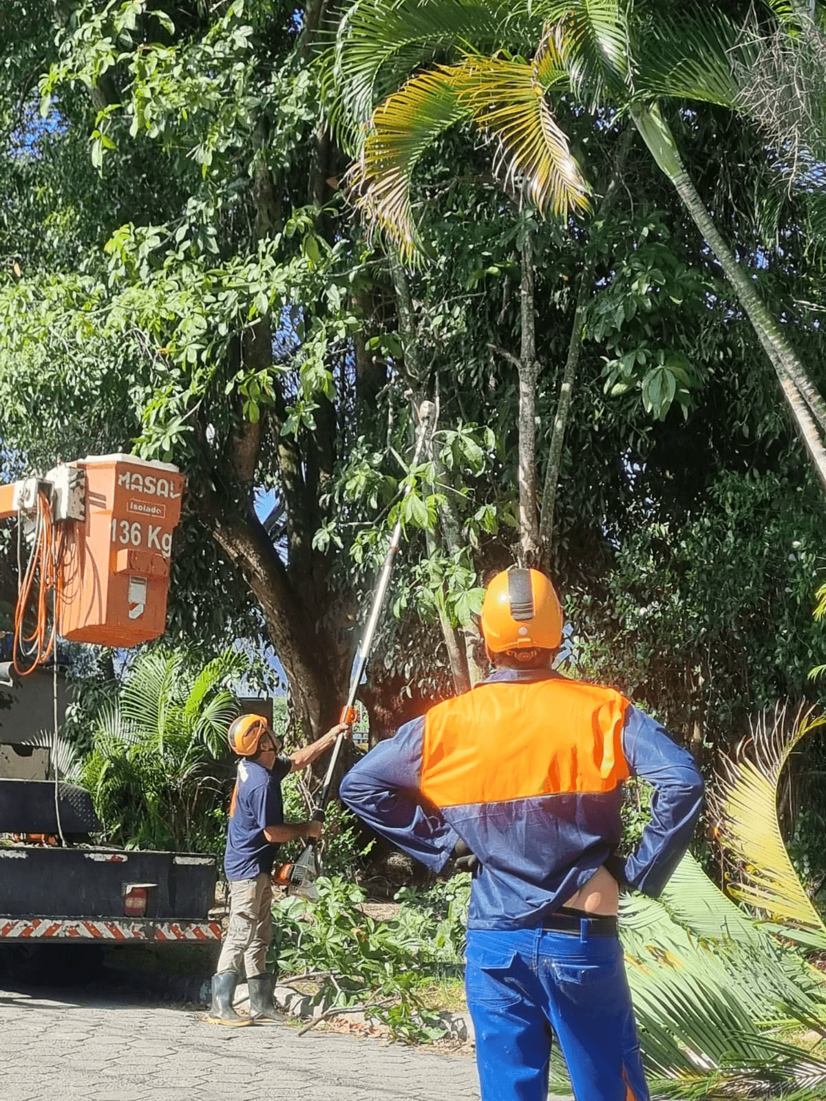 Vereadora Cássia acompanha poda de árvores no Porto Novo