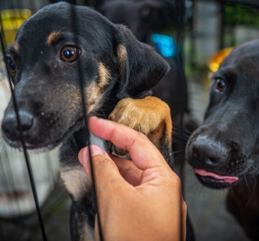 Centro de Controle de Zoonoses abre 250 vagas para castração