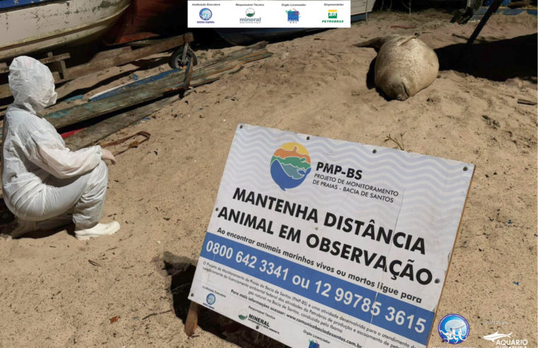 Elefante-marinho é resgatado em São Sebastião