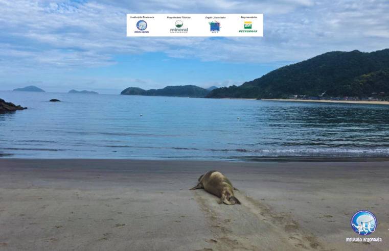 Elefante-marinho retorna ao mar em São Sebastião