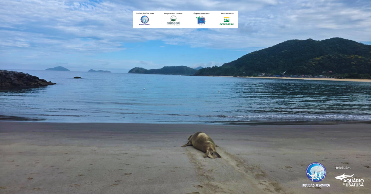 Elefante-marinho retorna ao mar em São Sebastião