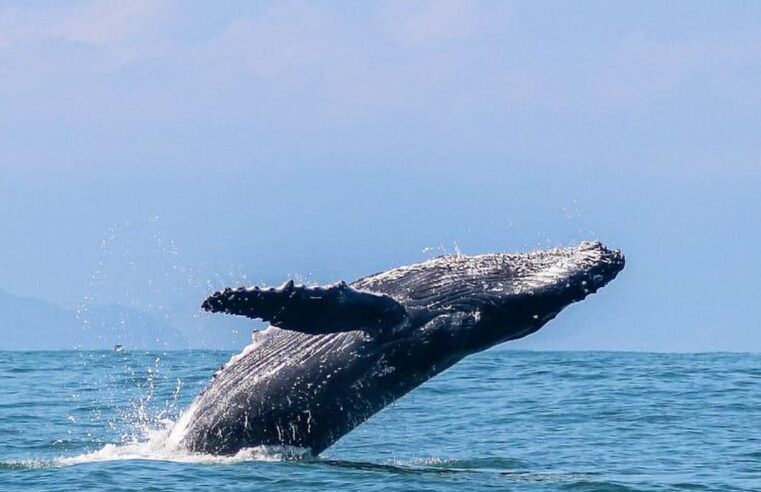 Ilhabela aposta em temporada de baleias