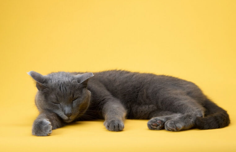 8 curiosidades surpreendentes sobre o sono dos gatos locais