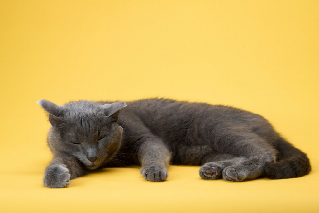 8 curiosidades surpreendentes sobre o sono dos gatos locais