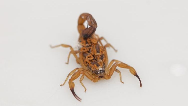 Escorpião mata primeira vítima fatal do ano em São Sebastião/SP