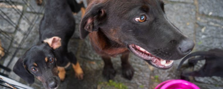 Caraguatatuba recebe 300 animais em busca de lar na feira de adoção