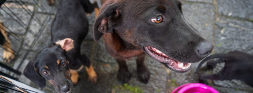 Caraguatatuba recebe 300 animais em busca de lar na feira de adoção