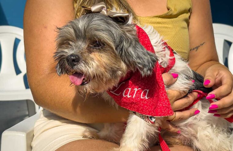 Resgate em 4 minutos: Defesa Civil salva Cachorrinha de vala em Caraguatatuba