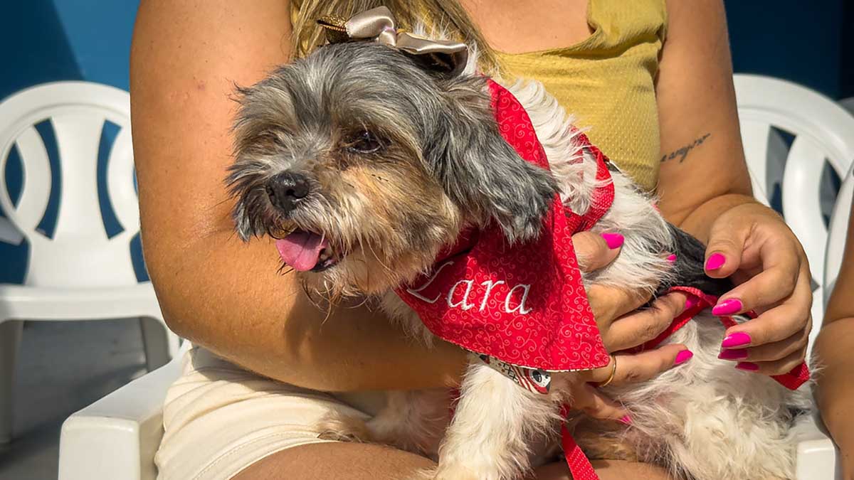 Resgate em 4 minutos: Defesa Civil salva Cachorrinha de vala em Caraguatatuba