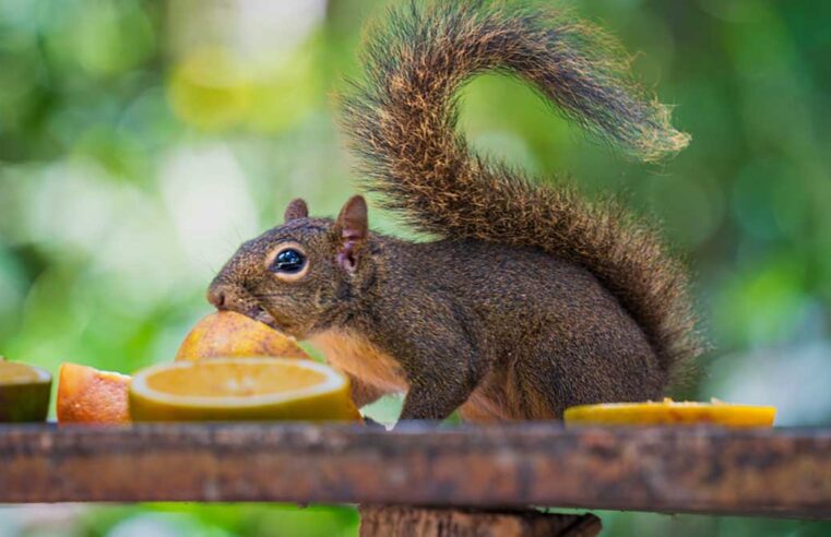 Parque do Juqueriquerê Completa Três Anos com Programação de Festa