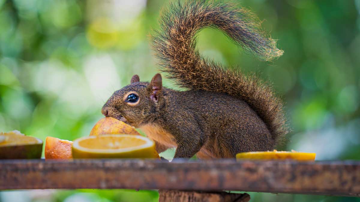Parque do Juqueriquerê Completa Três Anos com Programação de Festa