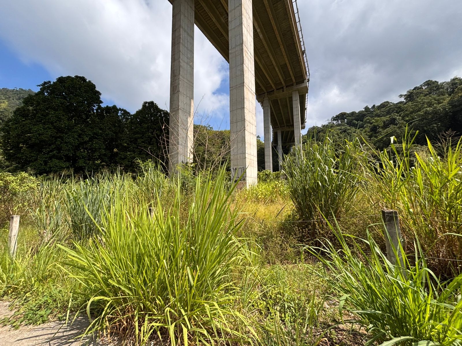 Prefeitura notifica concessionárias para garantir limpeza de áreas de domínio em Caraguatatuba