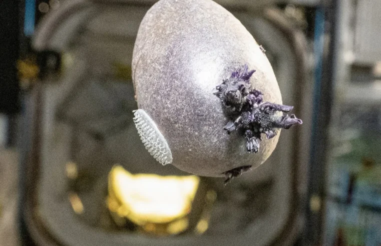 Astronauta mostra alimento alienígena no espaço e viraliza