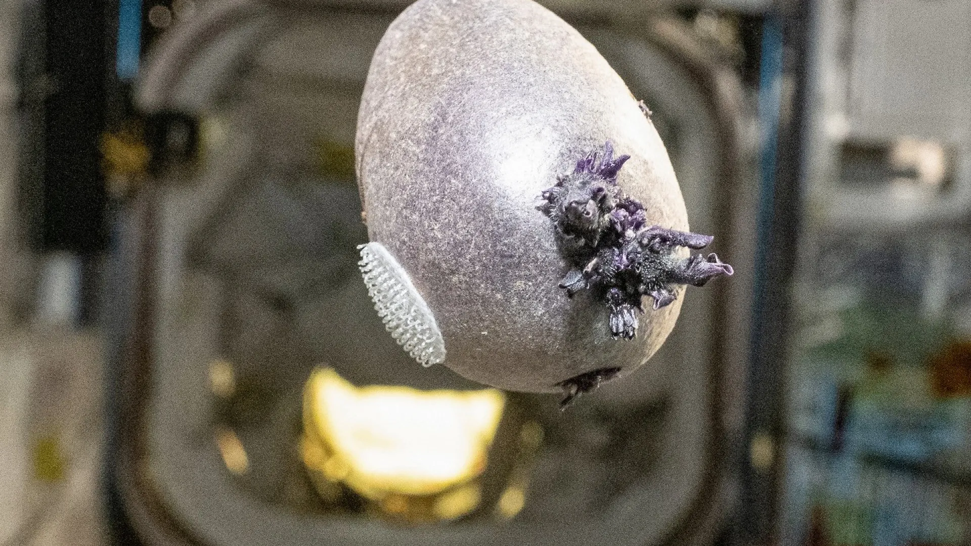 Astronauta mostra alimento alienígena no espaço e viraliza