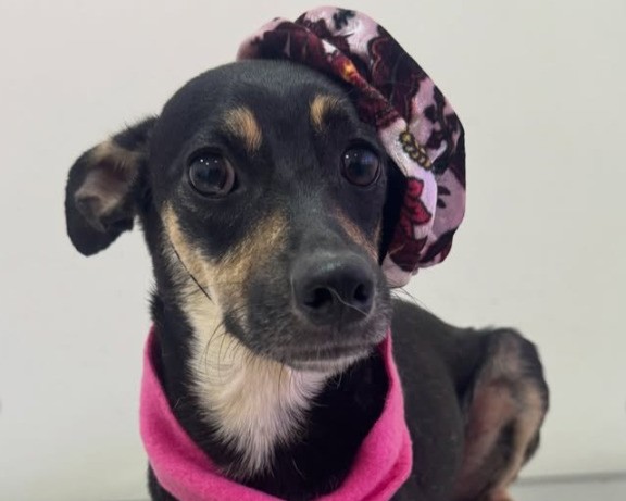 Prefeitura de São Sebastião realiza feira de adoção de animais na Praça do Coreto nesta sexta