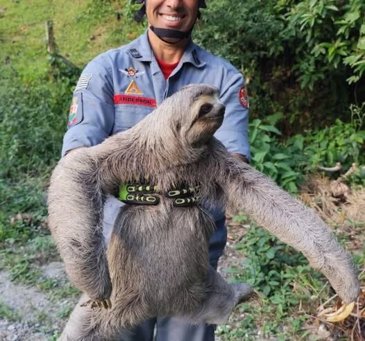 Bicho-preguiça resgatado por bombeiros em Caraguatatuba