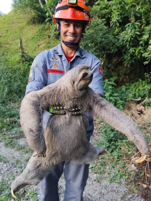 Bicho-preguiça resgatado por bombeiros em Caraguatatuba