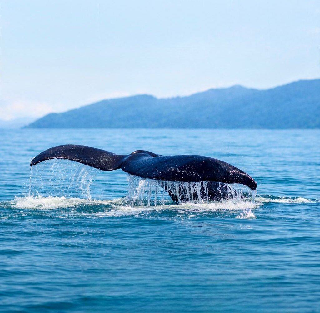 Baleia Jubarte Surpreende Moradores em Ilhabela