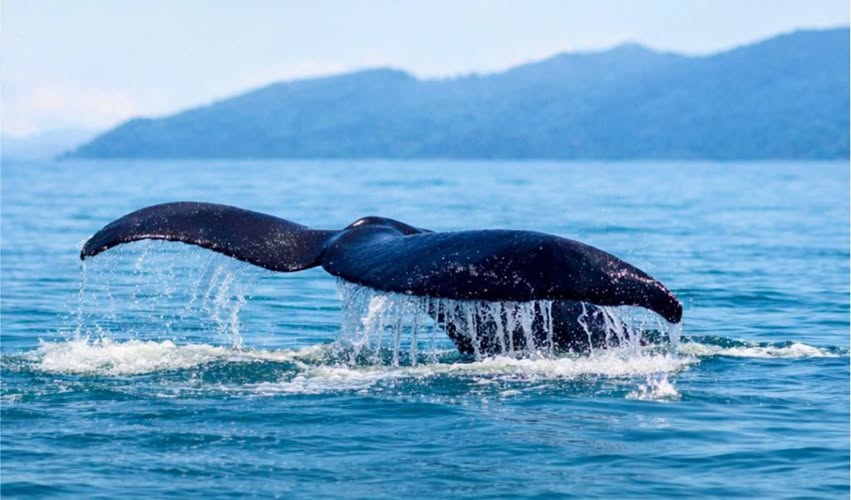 Baleia Jubarte Avistada em Ilhabela: Um Espectáculo Raro