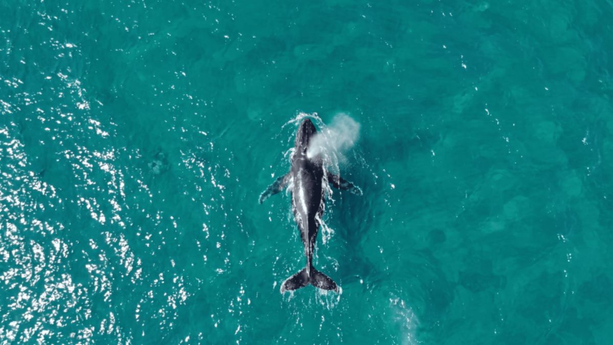Baleia-jubarte avistada em Ilhabela