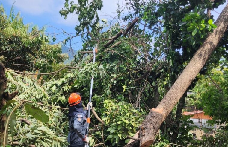 Vento derruba árvore em Ilhabela
