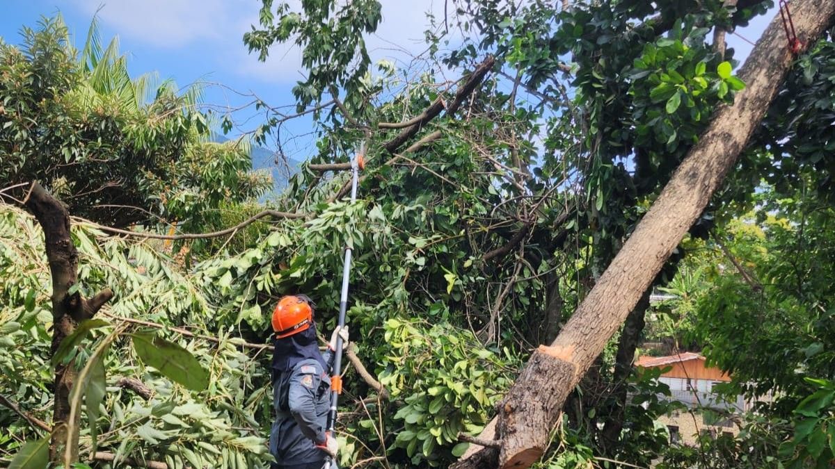 Vento derruba árvore em Ilhabela