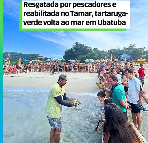 Tartaruga-verde volta ao mar em Ubatuba