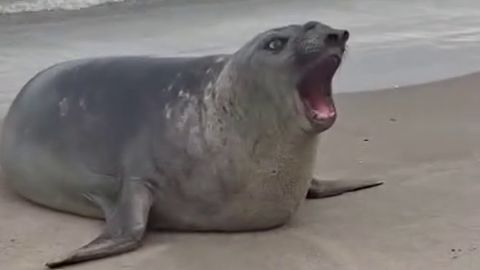 Elefante-marinho escolhe praias de São Sebastião para repouso