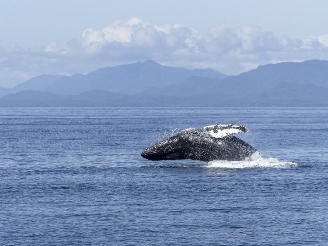 Inscrições abertas para oficina de observação de baleias