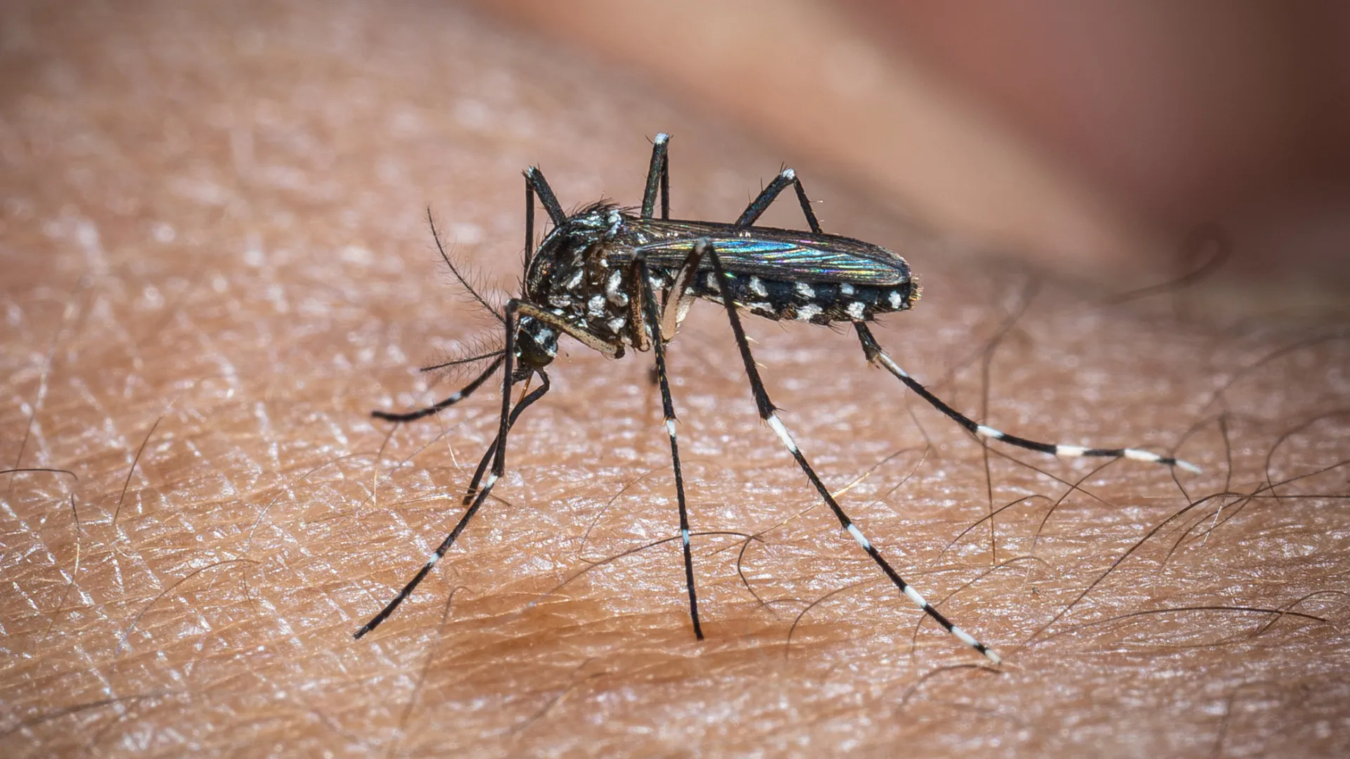 Chikungunya deixa Dourados em situação crítica de saúde