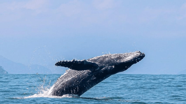 Ilhabela bate recorde de avistamentos de baleias em 2025 e se prepara para o próximo ano