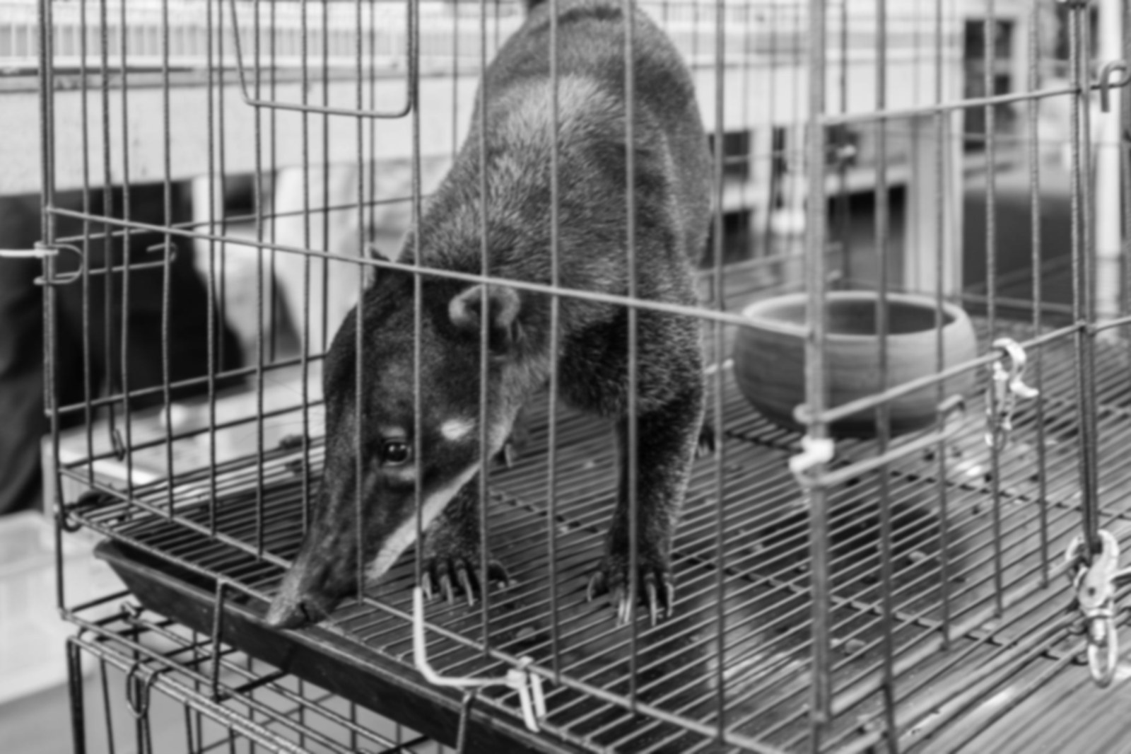 Bombeiros resgatam tamanduá no Contorno Norte da Tamoios