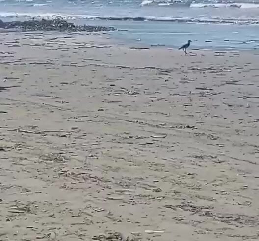 Praia das Palmeiras em Caraguatatuba acumula lixo