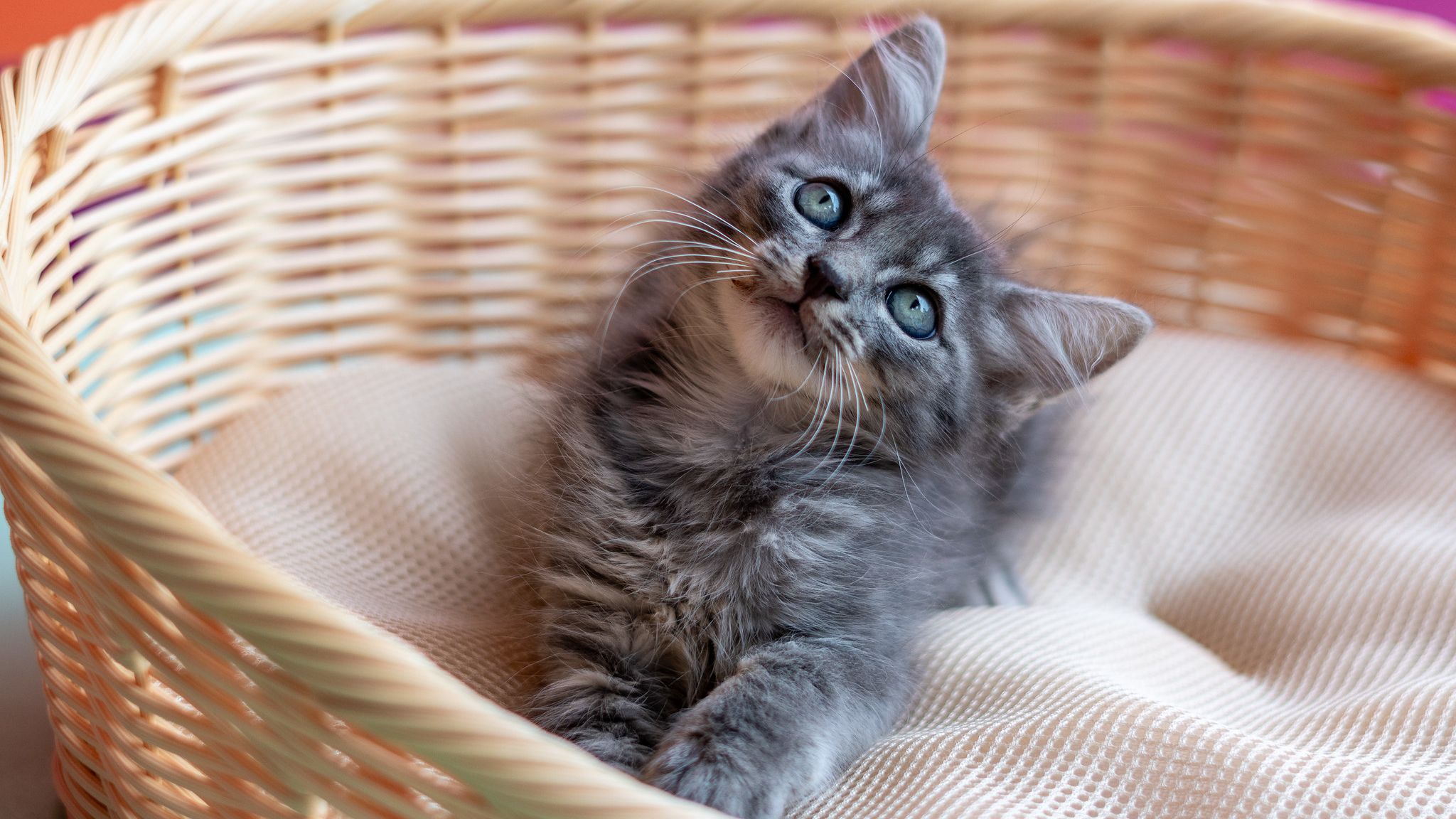 Centro de Controle de Zoonoses de Bertioga tem 166